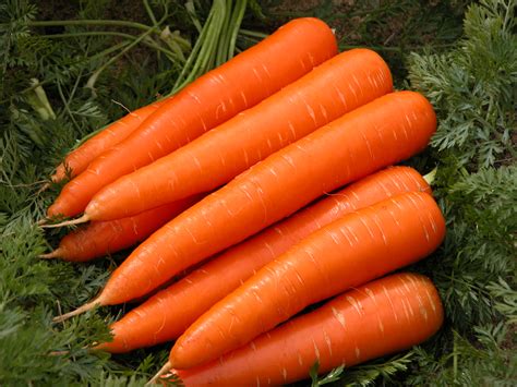 The four general types are: Chantenay carrots. Although the roots are shorter than other cultivars, they have vigorous foliage and greater girth,... Danvers carrots. These have strong foliage, and the roots are longer than Chantenay types, and they have a conical shape... Imperator carrots. This ... 